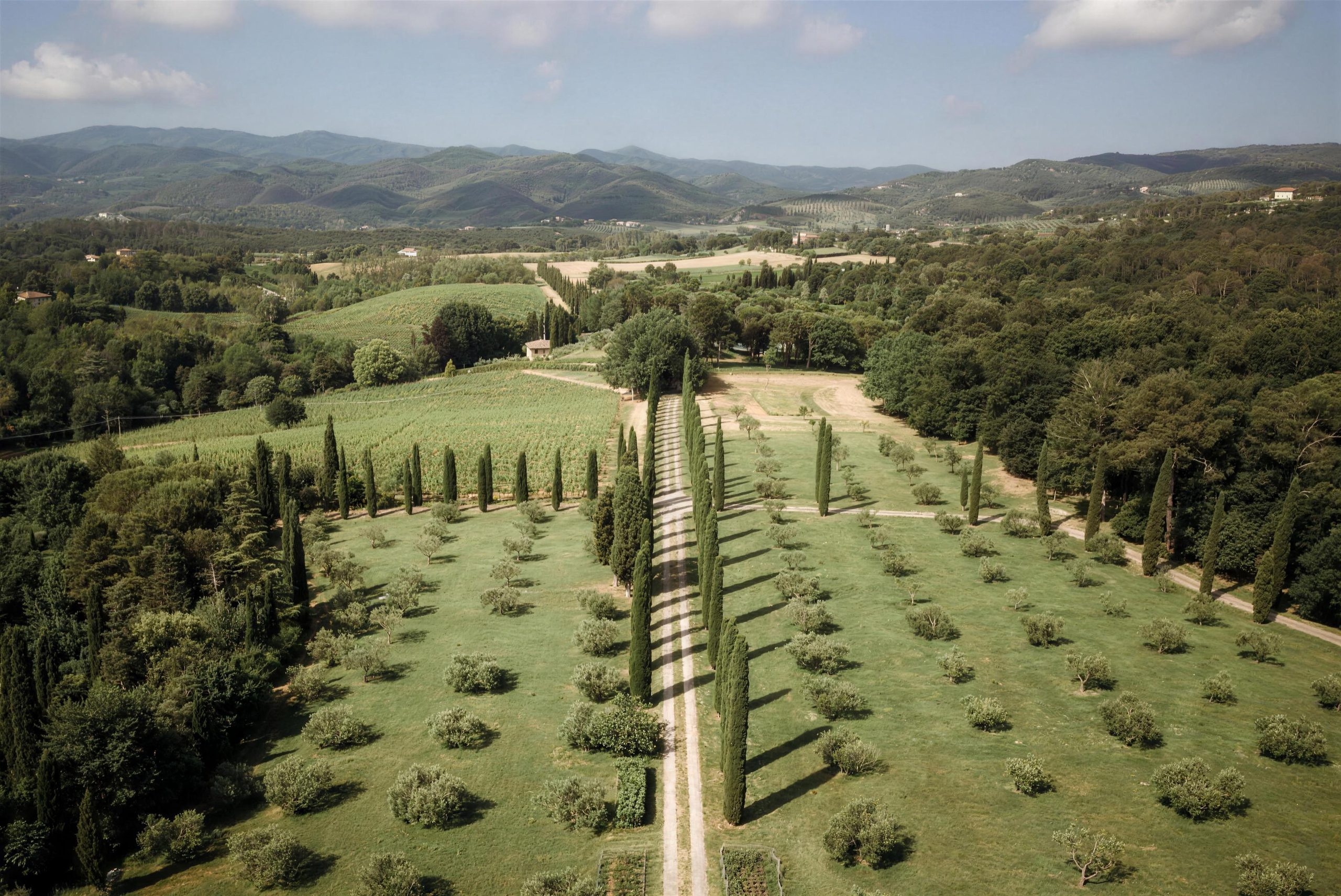The park at Podere La Specola from above: the cypress avenue among the olive trees