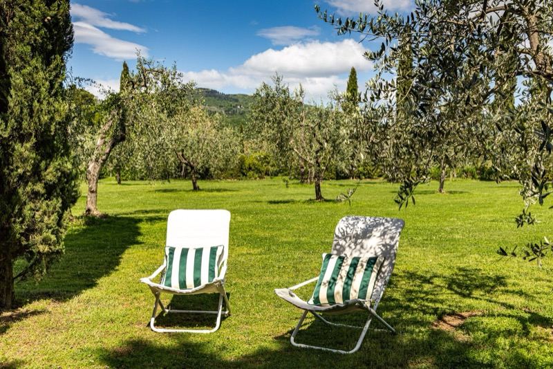 Two deckchairs on the lawn under the olive trees