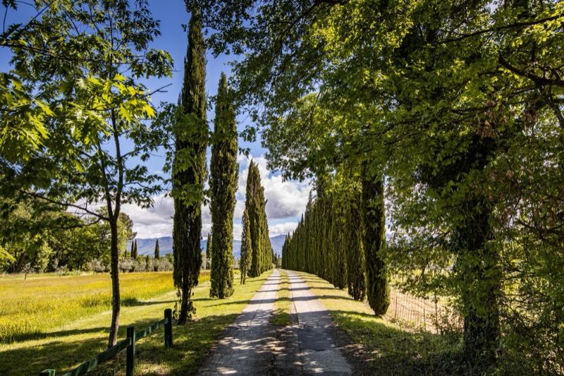 The cypress avenue towards the estate