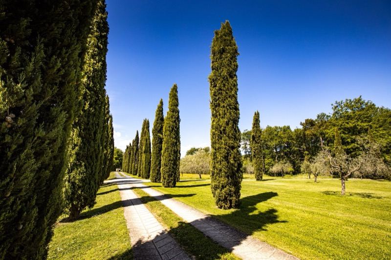 The shadows of the cypresses on the path
