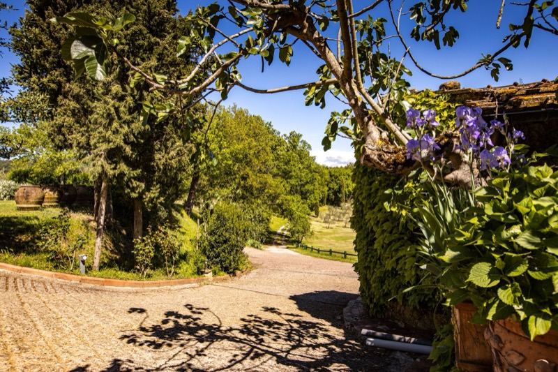 Purple irises at the entrance under the fig tree