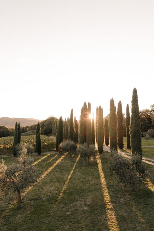 Cypresses and olive trees backlit at sunset