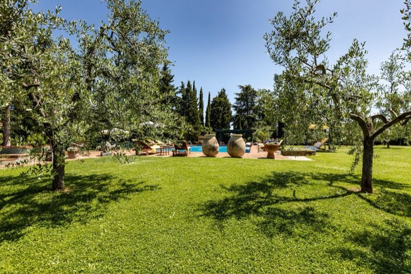 The lawn with olive trees and terracotta jars, the pool behind