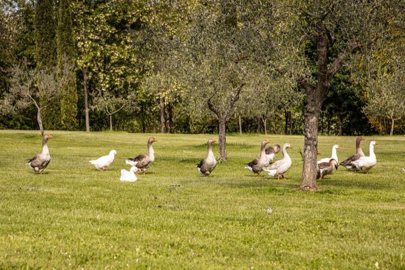 Geese wandering on the lawn among the trees