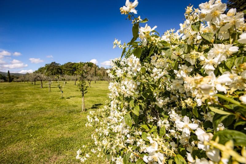 Jasmine in bloom with the lawn and fruit trees