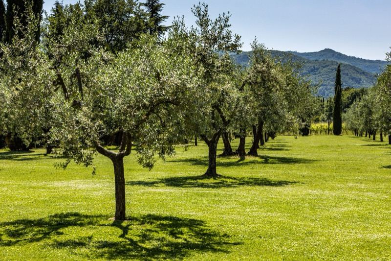 The olive grove with the hills behind