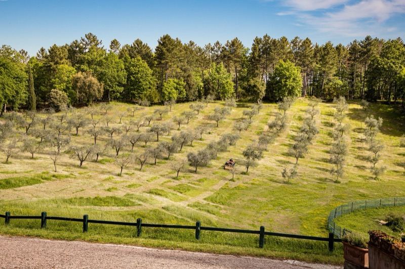 The rows of olive trees seen from the gravel road