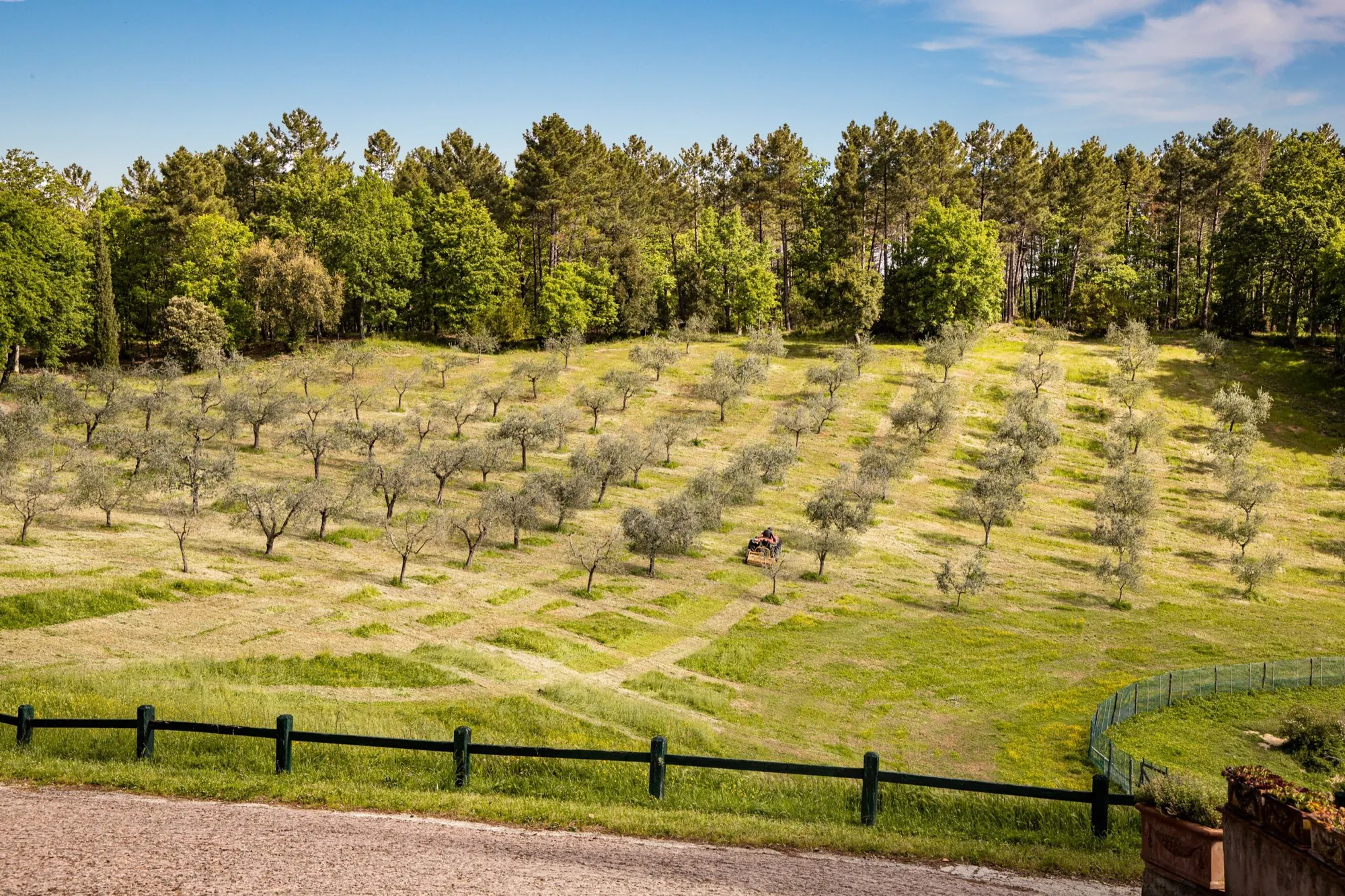 The olive groves